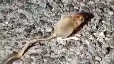 Tunceli'de Nadir Görülen Arap Tavşanı Bulundu: Doğa Koruma Mücadelesi
