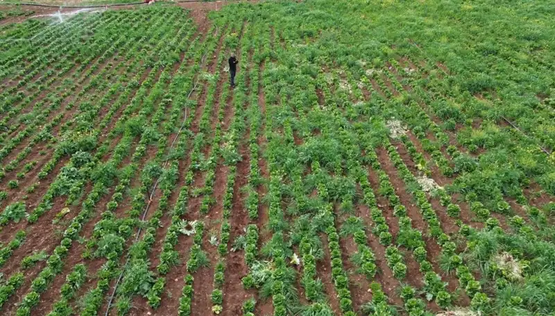 Kuraklık Marul Hasadını Vurdu: Ürün Verimliliği Tehlikede