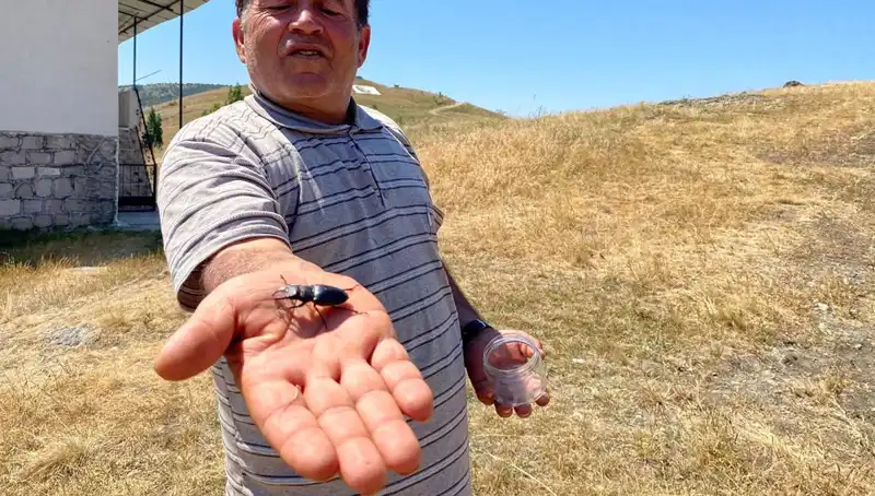 Sivas'ta Görülen Bu Böceğin Ölümü 557 Bin TL Cezaya Mal Oluyor!
