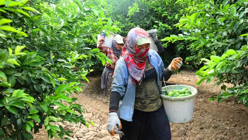 Marketlerdeki Fiyat Şoku Sona mı Eriyor? Yeni Hasat Müjdeledi!