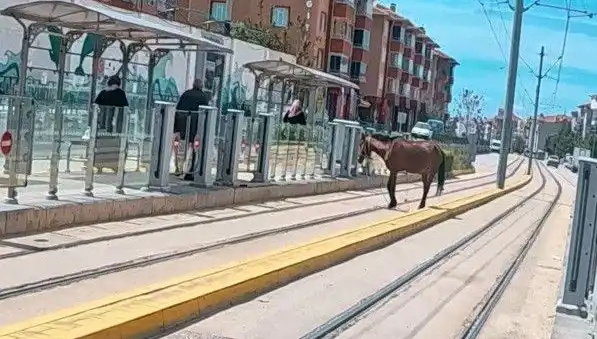Eskişehir Tramvay Raylarında Sıra Dışı Olay: Başıboş At Şaşkınlığı
