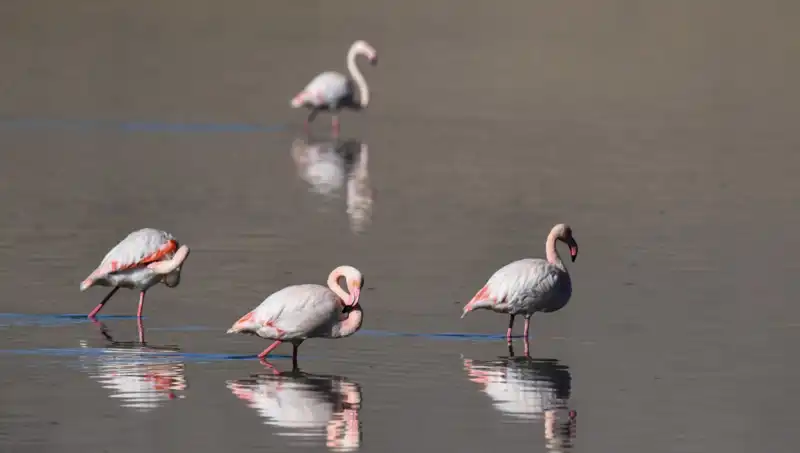 Kuraklık Kuş Cennetini Vurdu: Flamingo Popülasyonu Tehdit Altında!