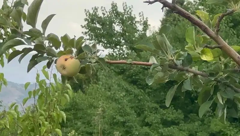 Yüzyılın Don Olayı, Elma Üretiminde Büyük Krize Yol Açtı