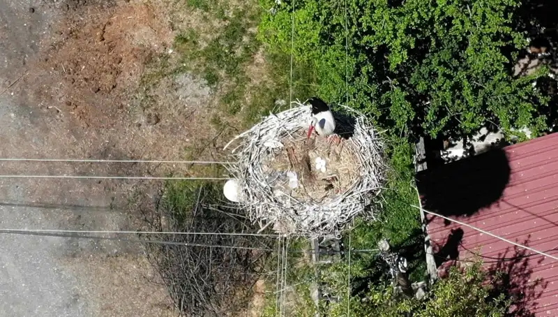 Baharın Müjdecisi Geleneksel Yuvasına Döndü: Sıradışı Bir Hikaye