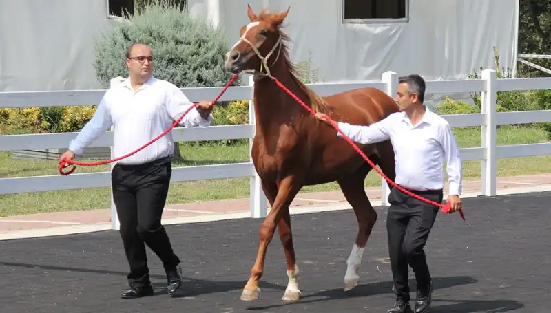 Rekor Üstüne Rekor Kıran Taşkın Kral, Şaşkınlık Yarattı