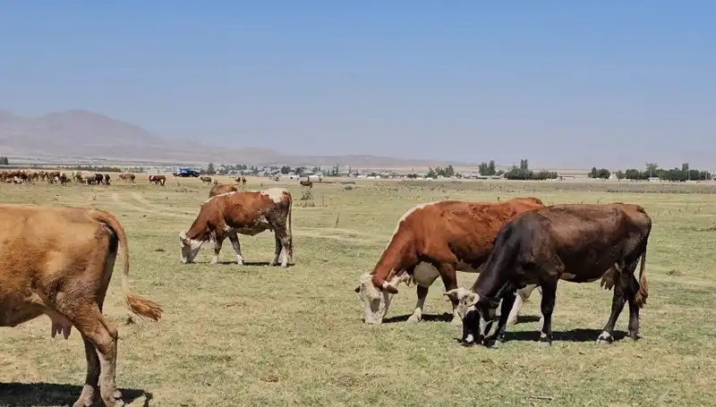 Arin Gölü kurudu, bölge halkı su kıtlığı ile mücadele ediyor!