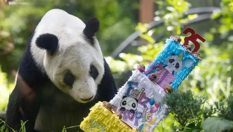 Dev Panda Xin Xin 35. Yaşını Kutlayarak Bir Rekora İmza Attı