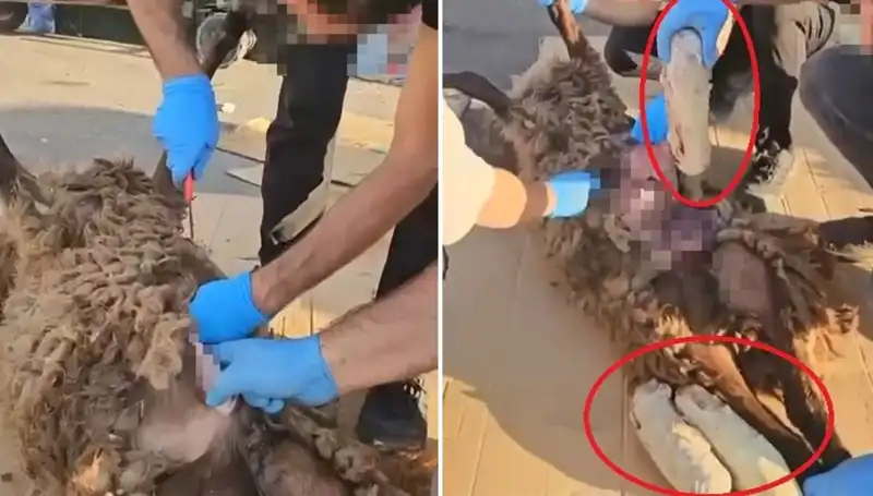 Zehir Tacirlerinin Şok Edici Planı: Ölü Koyunun Karnında Neler Bulundu?