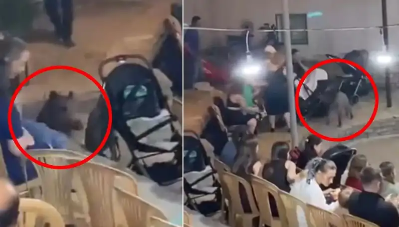 Düğün Eğlencesine Yaban Domuzu İçin İkram Edildi: O Anlar Kamerada