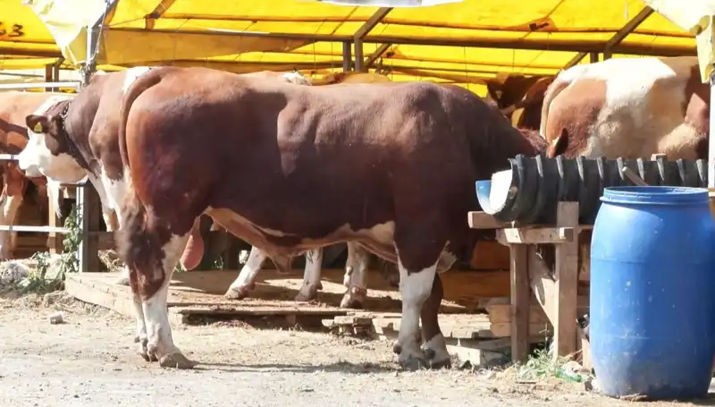 Kurban Pazarı Sezonu Başladı: Alıcılar ve Satıcılar Hazırlık İçinde