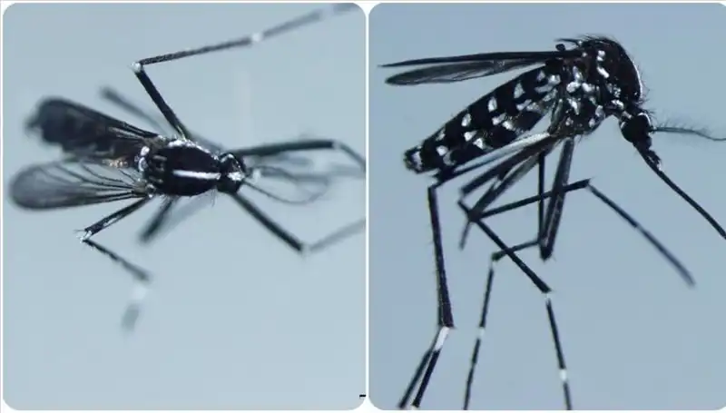 Chikungunya Virüsü: Küresel Tehdit ve Belirtileri Hakkında Bilmeniz Gerekenler