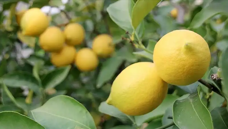Limonun Fiyatı Uçtu: Artık Adedi 24 Lira!