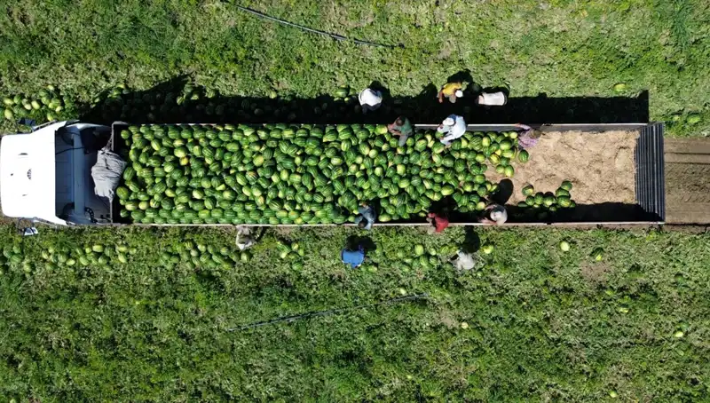 Bafra Ovası'ndan Rekor Karpuz Hasadı Geliyor: 94 Bin 500 Ton Bekleniyor