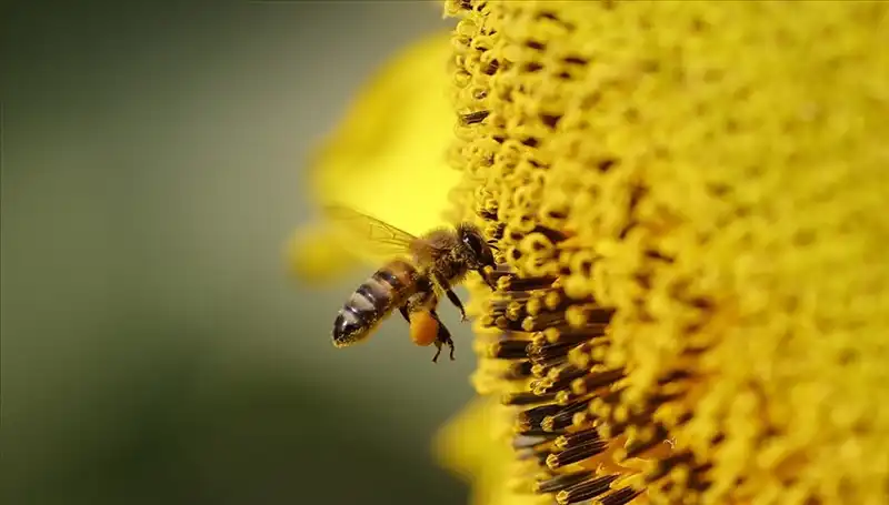 Arı Ölümlerinin Sırrı Çözüldü: Kır Çiçekleri Tehlike Saçıyor!