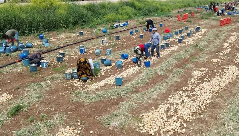 Soğan Hasadı Başladı: Fiyatlar Düşüyor, Tüketicinin Yüzü Gülüyor!