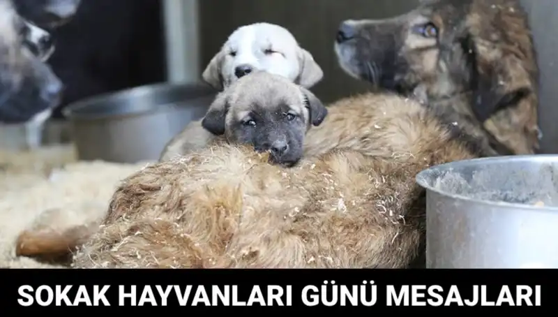 Dünya Sokak Hayvanları Günü: Hayvan Dostlarımızı Unutmayalım!