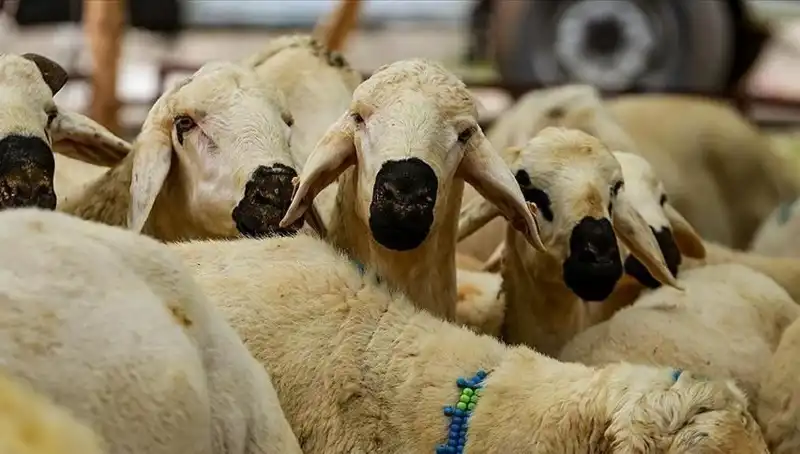 Kurban Bayramı 2025: Kurban Kesmenin Dini Hükmü ve Merak Edilenler